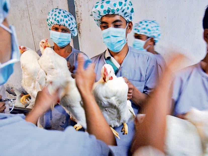 Patna : रांची व केरल में बर्ड फ्लू की दस्तक के बाद पटना में अलर्ट, होगी जांच