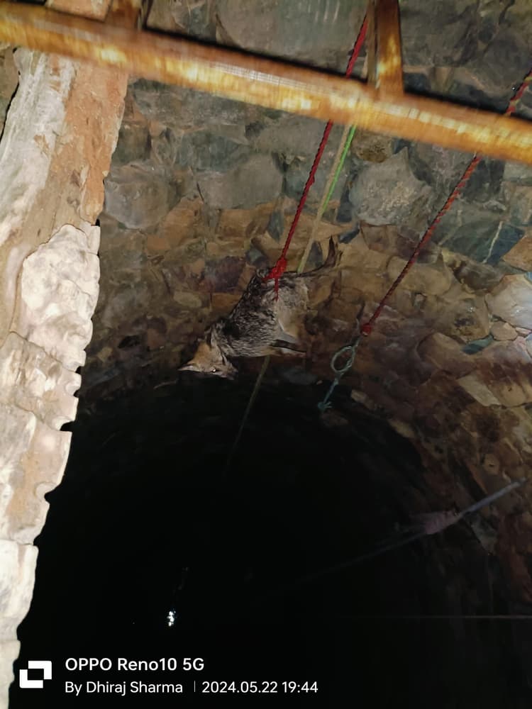 गाल्होबार के कुएं में लोमड़ी गिरी, रेस्क्यू कर बचाया