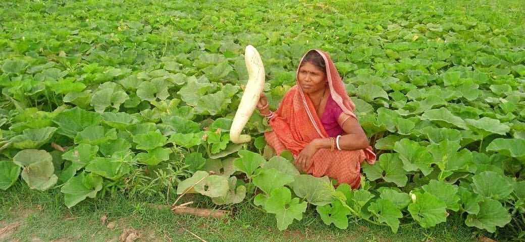 सब्जी की खेती से प्रति महीने 20 हजार की हो रही आमदनी