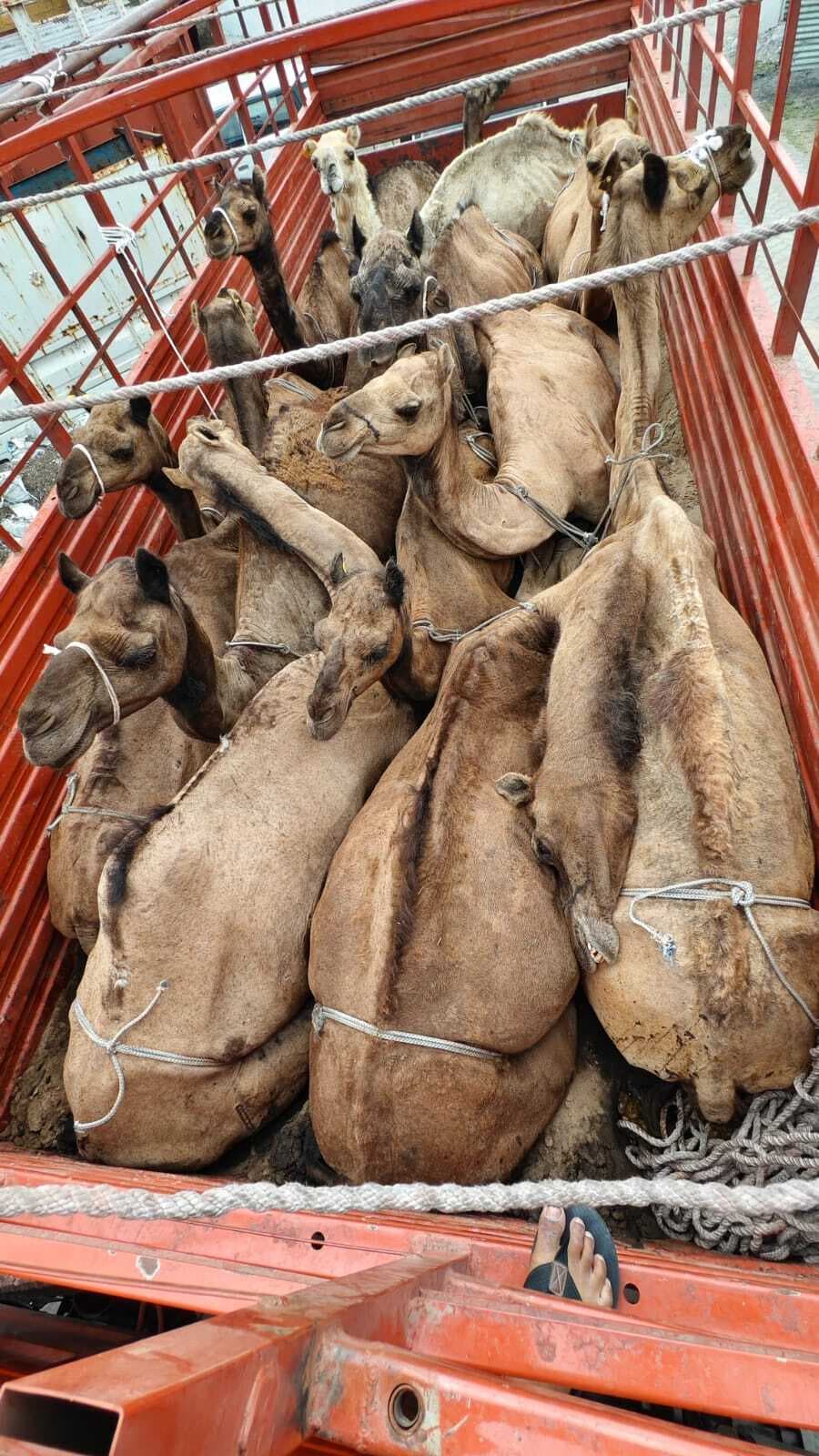 ऊंटों से भरा ट्रक किया जब्त, दो तस्कर गिरफ्तार