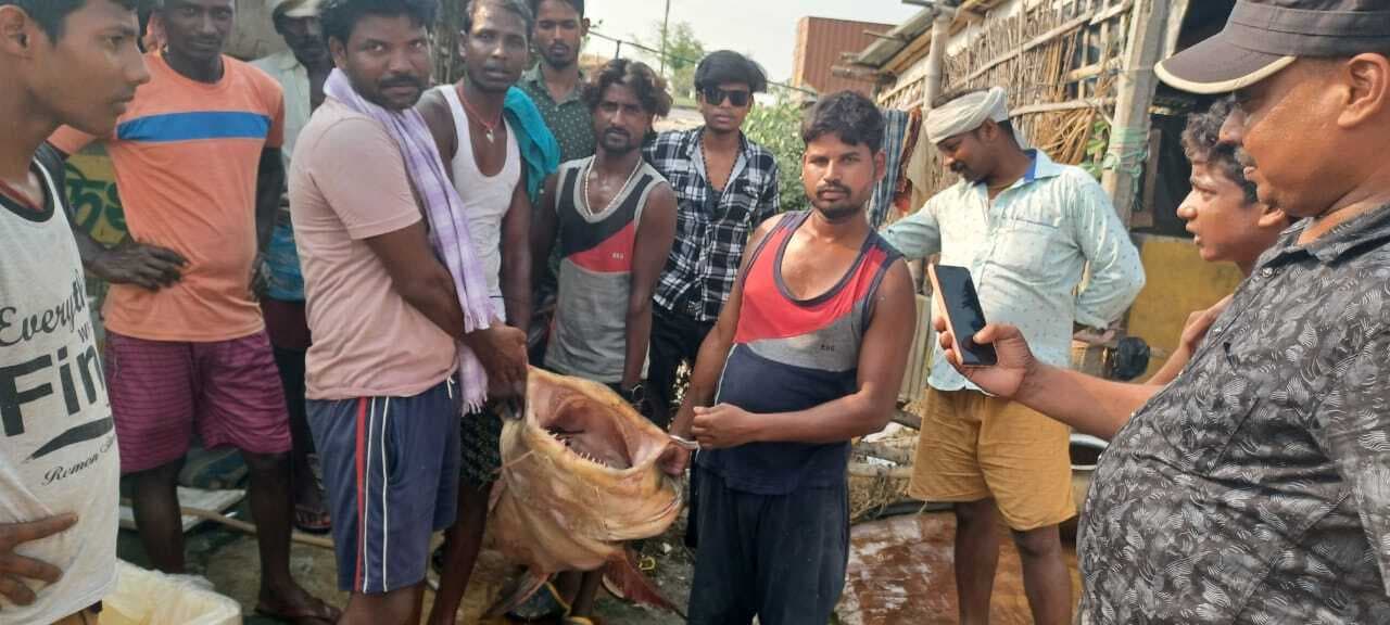 कोसी नदी में मिली 125 किलो की बगहैर मछली, देखने के लिए लोगों की उमड़ी भीड़