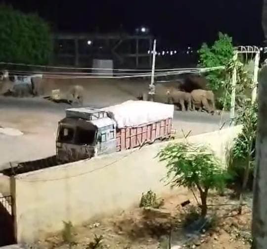 हाथियों का झुंड 20 दिनों से दारू के गांवों में डाले हैं डेरा