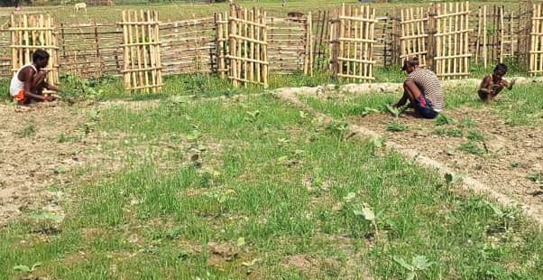 भीषण गर्मी से भिंडी व बैगन की खेती को हो रहा नुकसान