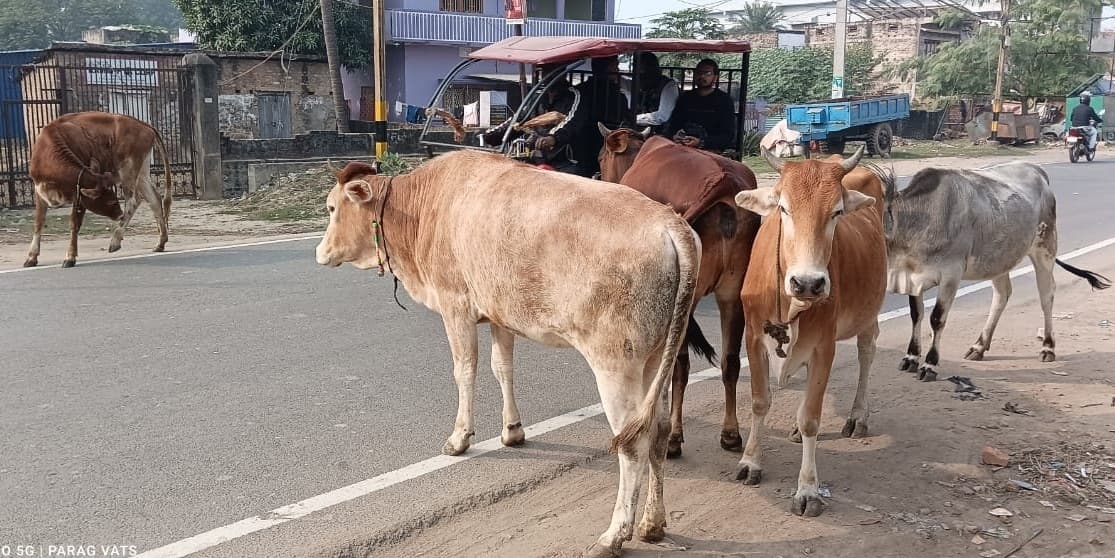 शहर की सड़कों पर आवारा पशुओं का जमावड़ा, राहगीरों की बढ़ी परेशानी