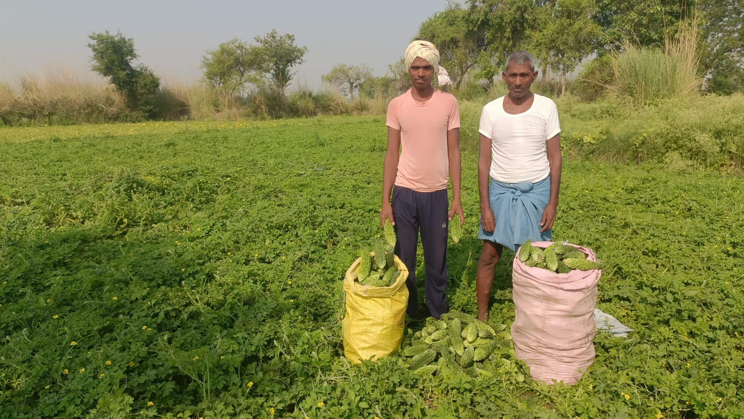 गुरुआ के लालगढ़ में 80 एकड़ जमीन पर हो रही तरबूज की खेती