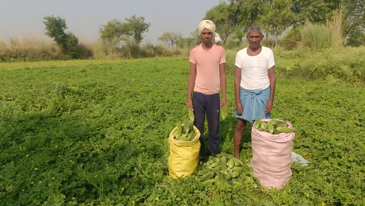 गुरुआ के लालगढ़ में 80 एकड़ जमीन पर हो रही तरबूज की खेती
