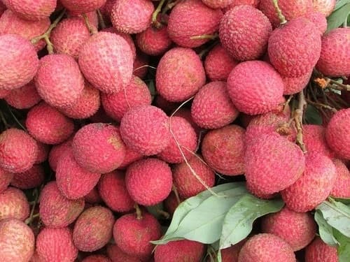 बाजार में अभी बंगाल की लीची, शाही लीची के लिए करना पड़ेगा इंतजार