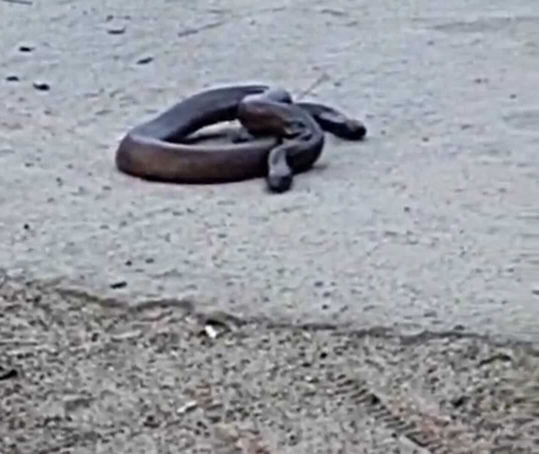 गांव में निकले दो मुंहा सांप का ग्रामीणों रेस्क्यू कर वन विभाग को सौंपा