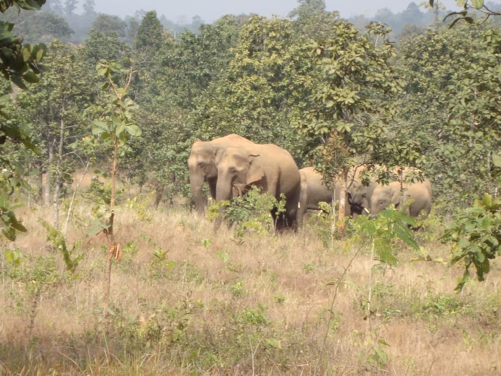 बहरागोड़ा : गोबराबनी जंगल में जमे हाथी, दहशत में ग्रामीण, शाम होते ही डर से बुजुर्ग और बच्चे घरों में दुबक जाते हैं