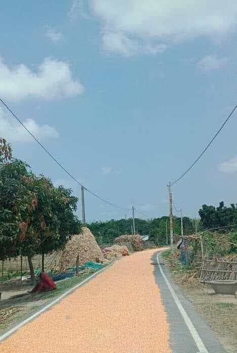 सड़क बना खलिहान, मक्का सुखाने के चक्कर में हो रही हैं दुर्घटनाएं