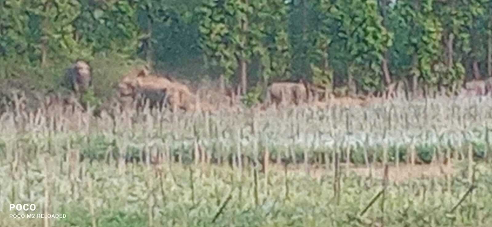 हाथियों ने लोधी गांव में घर तोड़े, फसल किया नष्ट