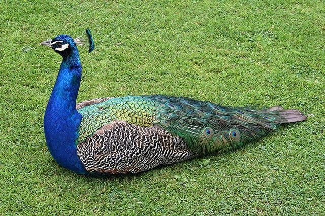 गांव में नृत्य कर रहे थे मोर-मोरनी, ग्रामीणों ने पकड़कर वन विभाग को सौंपा