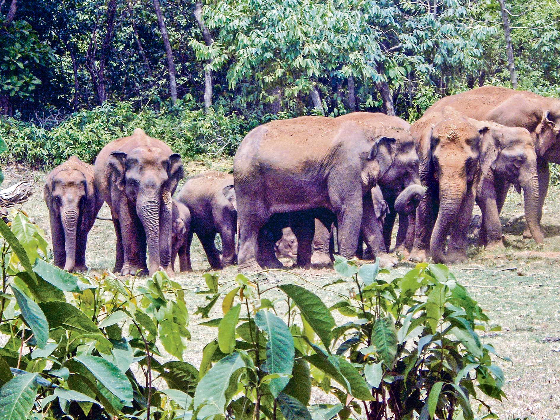 चाकुलिया : सोने की तैयारी में था परिवार, अचानक पहुंचे हाथी ने घर तोड़ दिया, किसी तरह भागकर बचायी जान