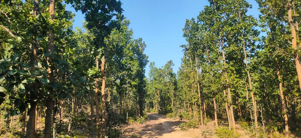 फलदार पौधे लगाकर जंगल को किया हराभरा