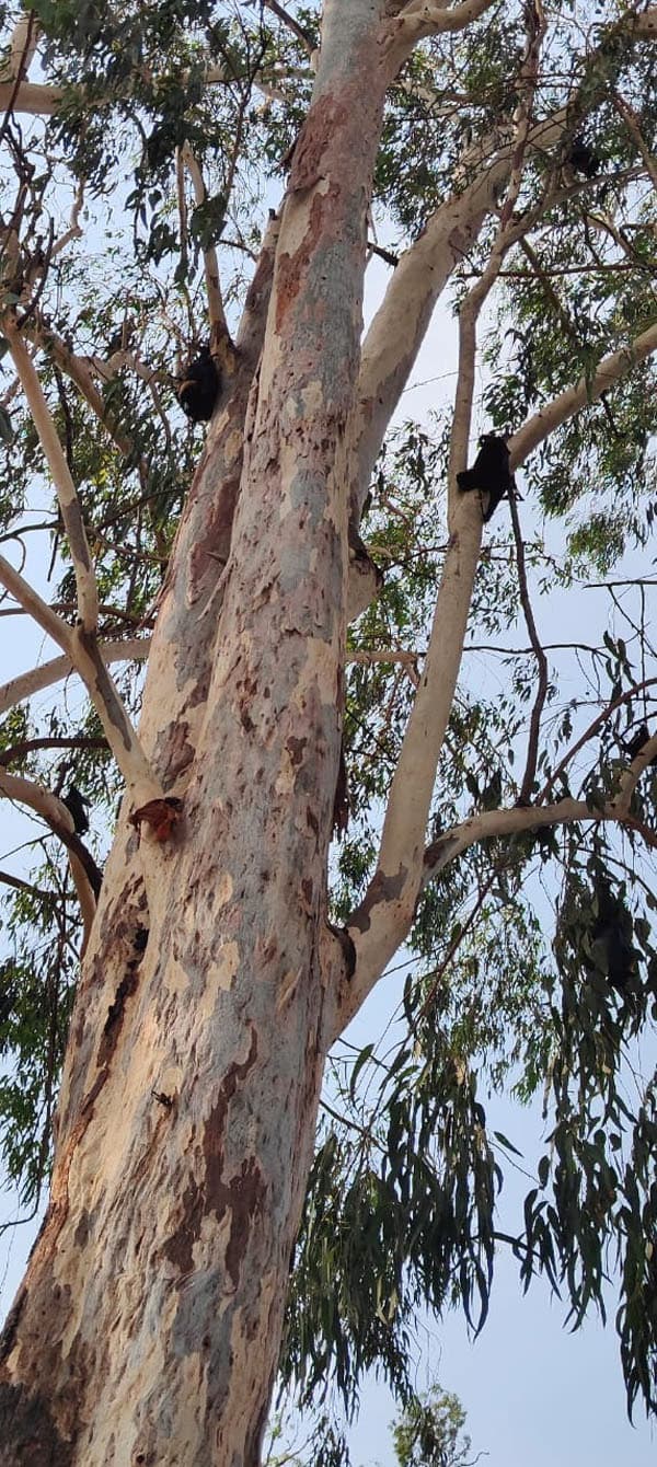 भीषण गर्मी में पत्थलगड्डा में मर रहे हैं चमगादड़