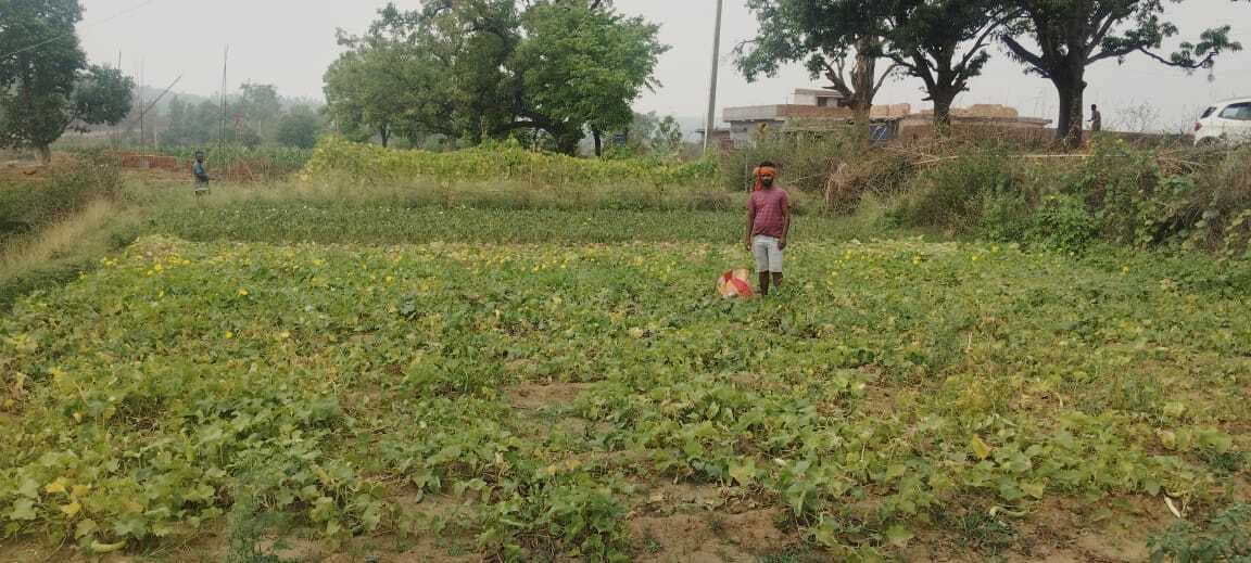 गर्मी से झुलस रही है फसल