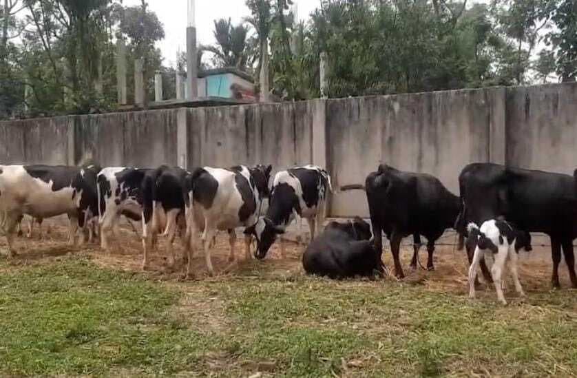 तस्करी के 18 मवेशी जब्त, दो तस्कर गिरफ्तार