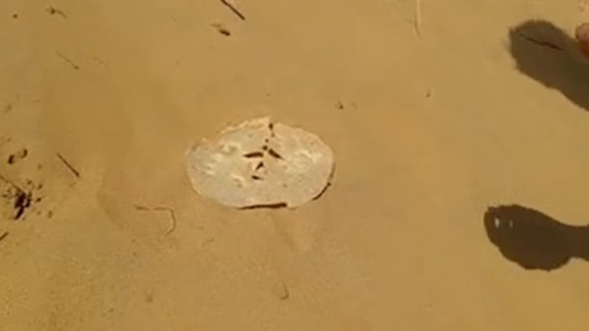 Viral Video: हाय गर्मी! राजस्थान में रेत बनी 'चूल्हा', सेंक दिया पापड़