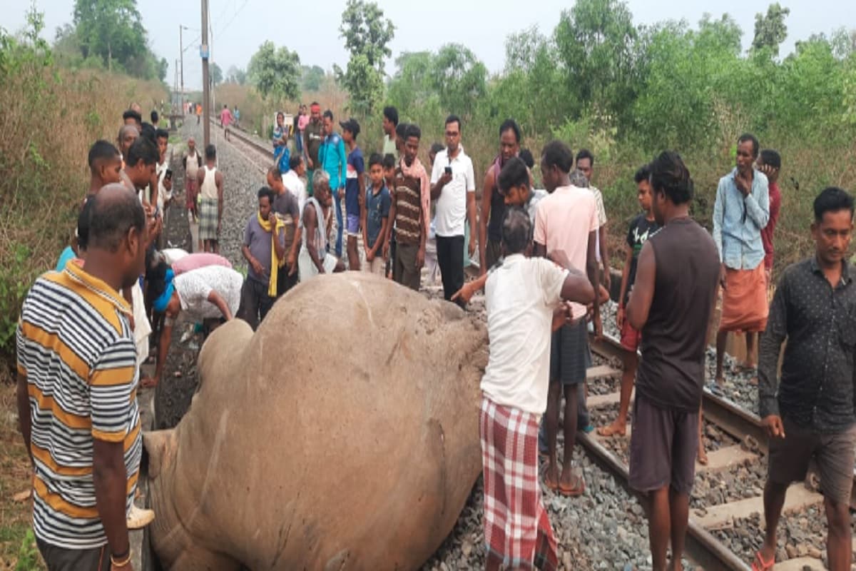 सरायकेला में ट्रेन से कटकर हाथी की मौत, ट्रेनों का परिचालन बाधित