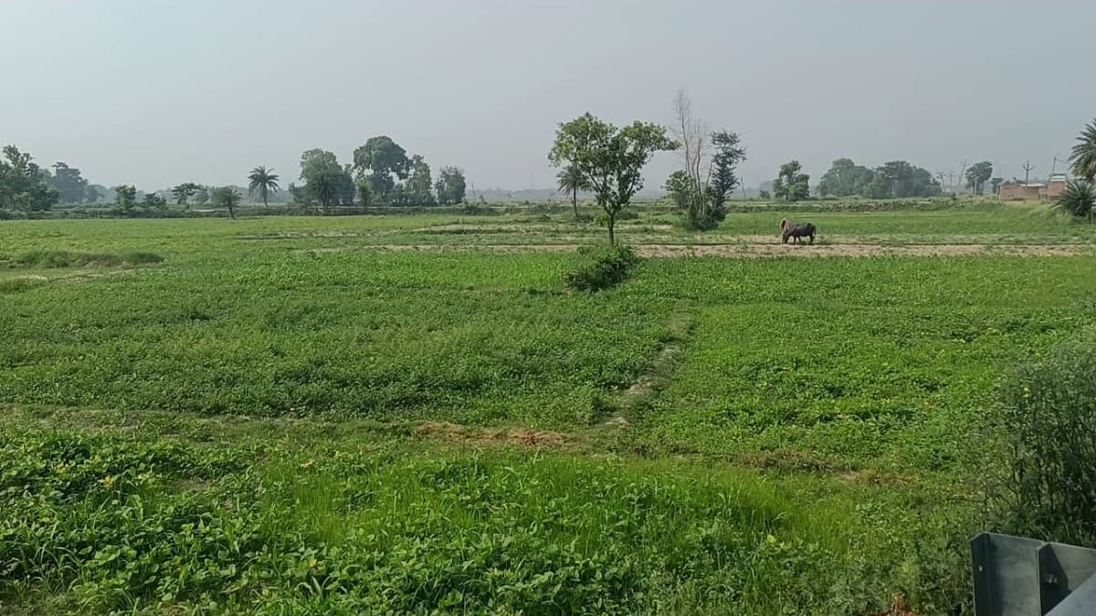 Saharsa News : कोसी के किसानों का अरहर की खेती की ओर बढ़ा झुकाव