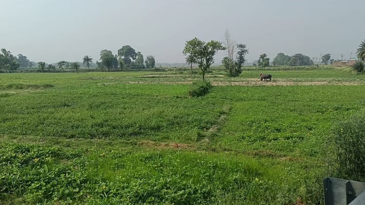 Saharsa News : कोसी के किसानों का अरहर की खेती की ओर बढ़ा झुकाव