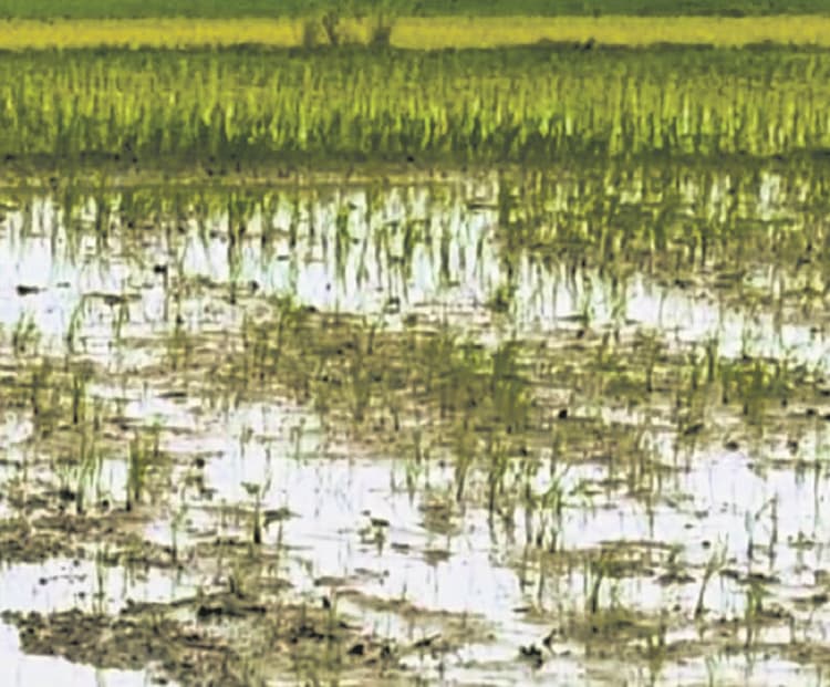 Purnia News : धान के लिए सुखद नहीं है मानसून का मूड, सूख रहे किसानों के होंठ