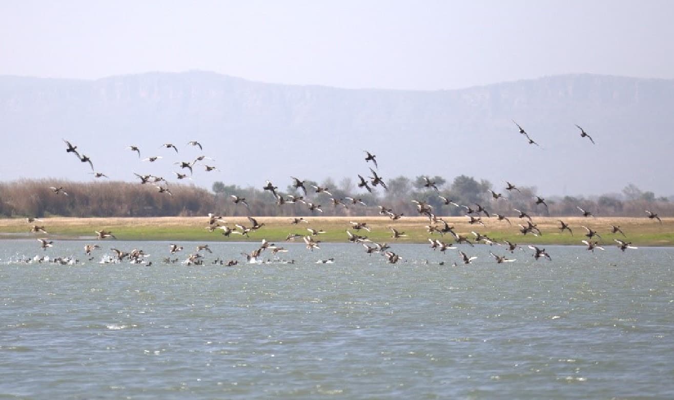 मुजफ्फरपुर में वन विभाग की कार्रवाई, कंपनीबाग से बरामद 27 पक्षियों को किया आजाद