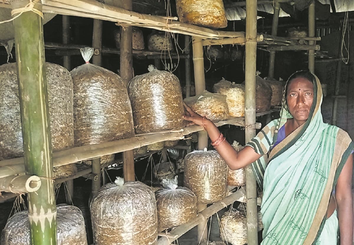 Katihar News : अभाव की बारिश में मशरूम के छाते से जीविका दीदी को मिली आर्थिक सुरक्षा