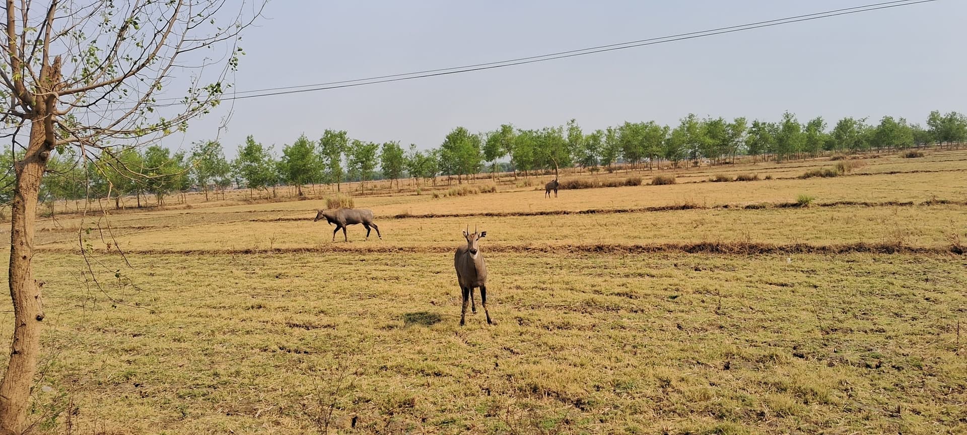 Drought In Magadh: बारिश के इंतजार में किसान, मगध के इलाकों के खेतों में पड़ी दरार