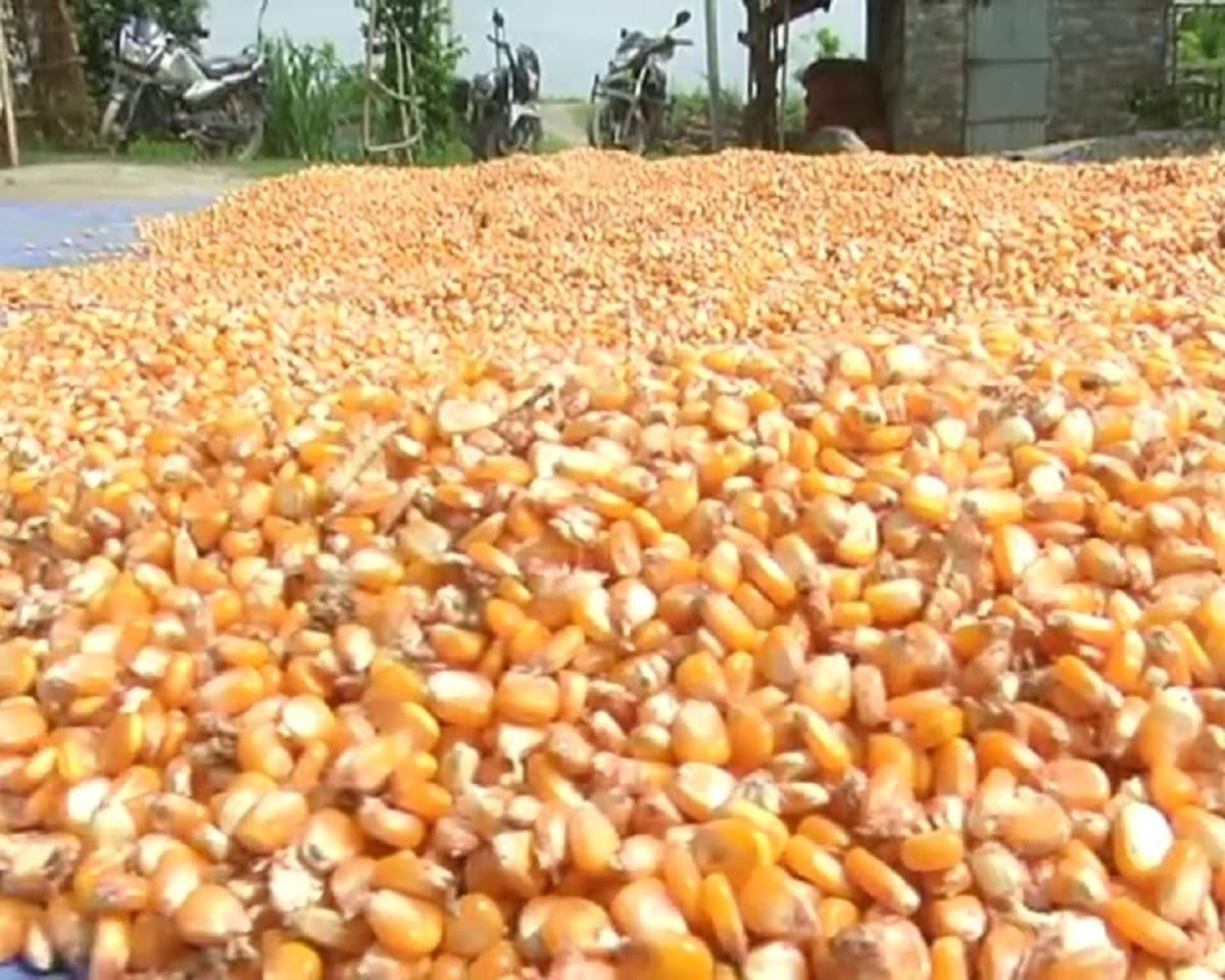 Purnia news : पीला सोना की इस साल बढ़ गयी चमक, खुले बाजार में मिल रहे हैं अच्छे दाम