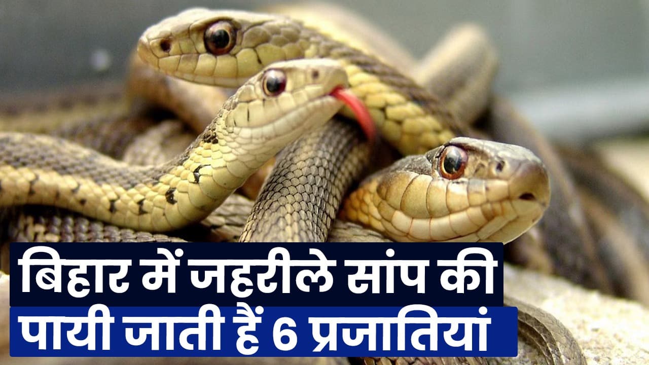 Poisonous Snakes in Bihar: बिहार में जहरीले सांप की पायी जाती हैं 6 प्रजातियां, इनके डंसने से होती है 5 हजार लोगों की मौत