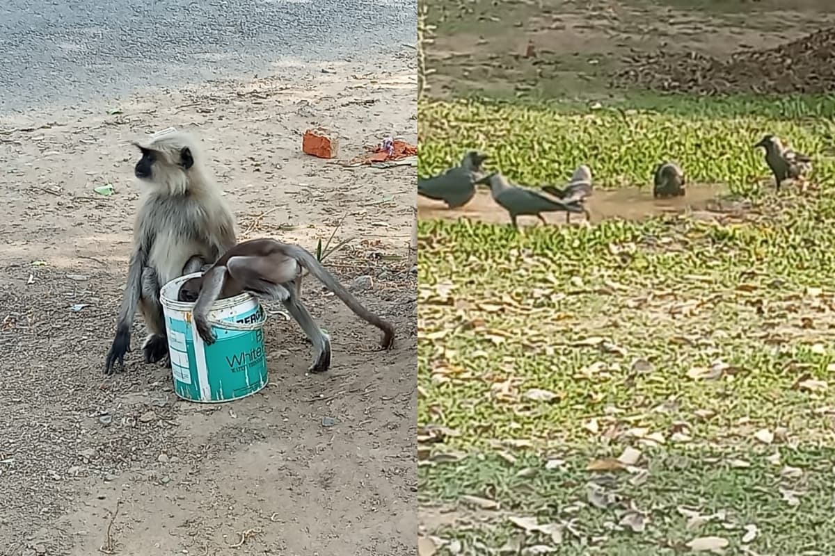 जमशेदपुर : बढ़ती गर्मी से सिर्फ इंसान ही नहीं पशु भी परेशान, प्यास बुझाने के लिए करने लगे जंगल से गांव का रुख