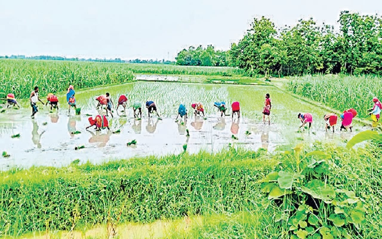 Agriculture: इस साल खरीफ फसलों के रिकॉर्ड उत्पादन होने की संभावना 