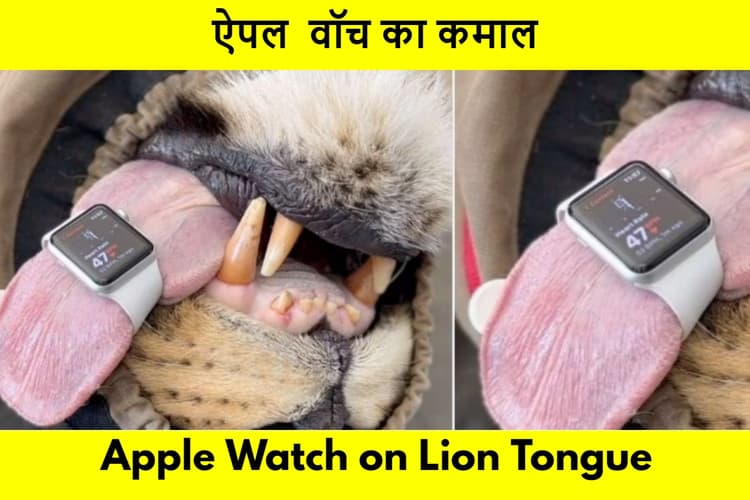 WATCH: अब इंसान ही नहीं जानवरों का हार्ट रेट बता रहा Apple Watch