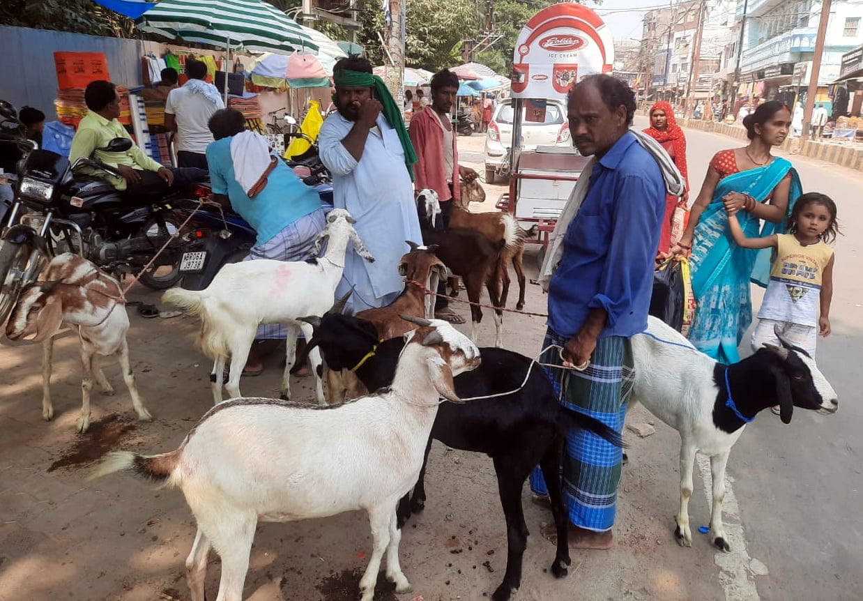 मुजफ्फरपुर में बकरीद से पहले बकरों का लगा बाजार, 17 को होगी कुर्बानी…