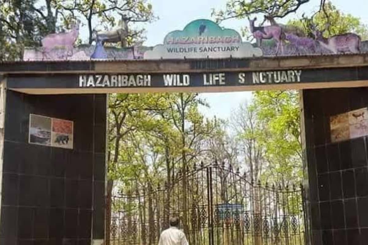 Jharkhand Tourism: साल के पेड़ों से घिरा यह नेशनल पार्क दिखता है बेहद खूबसूरत