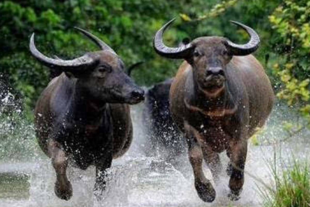 Chhattisgarh Tourism: वन्यजीव उद्यान देखने की है चाह, तो आइए इंद्रावती नेशनल पार्क