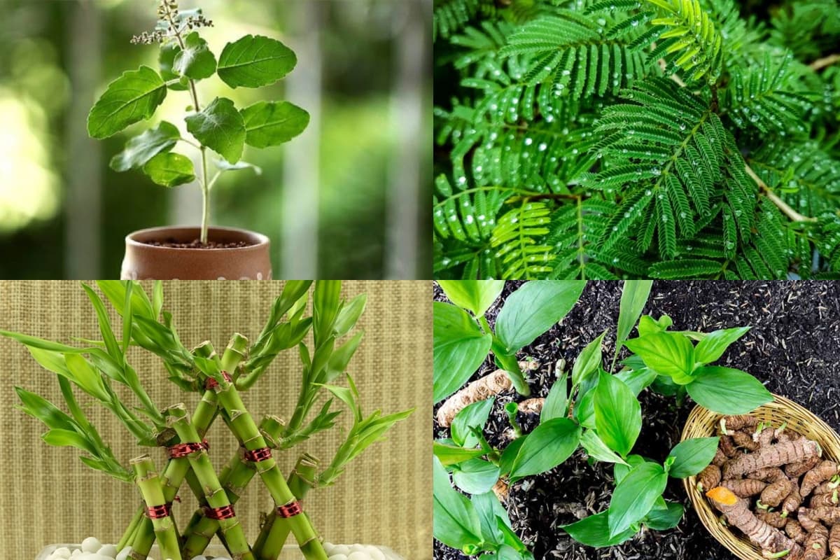 Lucky Plants For Home: वास्तु के अनुसार काफी शुभ हैं ये पौधे, घर पर लगाने से होगी बरकत
