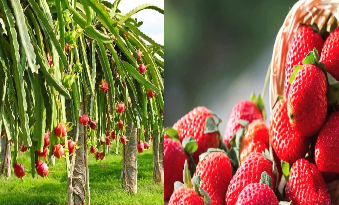 ड्रैगन फ्रूट, स्ट्रॉबेरी, गेंदा व अंजीर की भागलपुर में होगी खेती, मिलेगा अनुदान