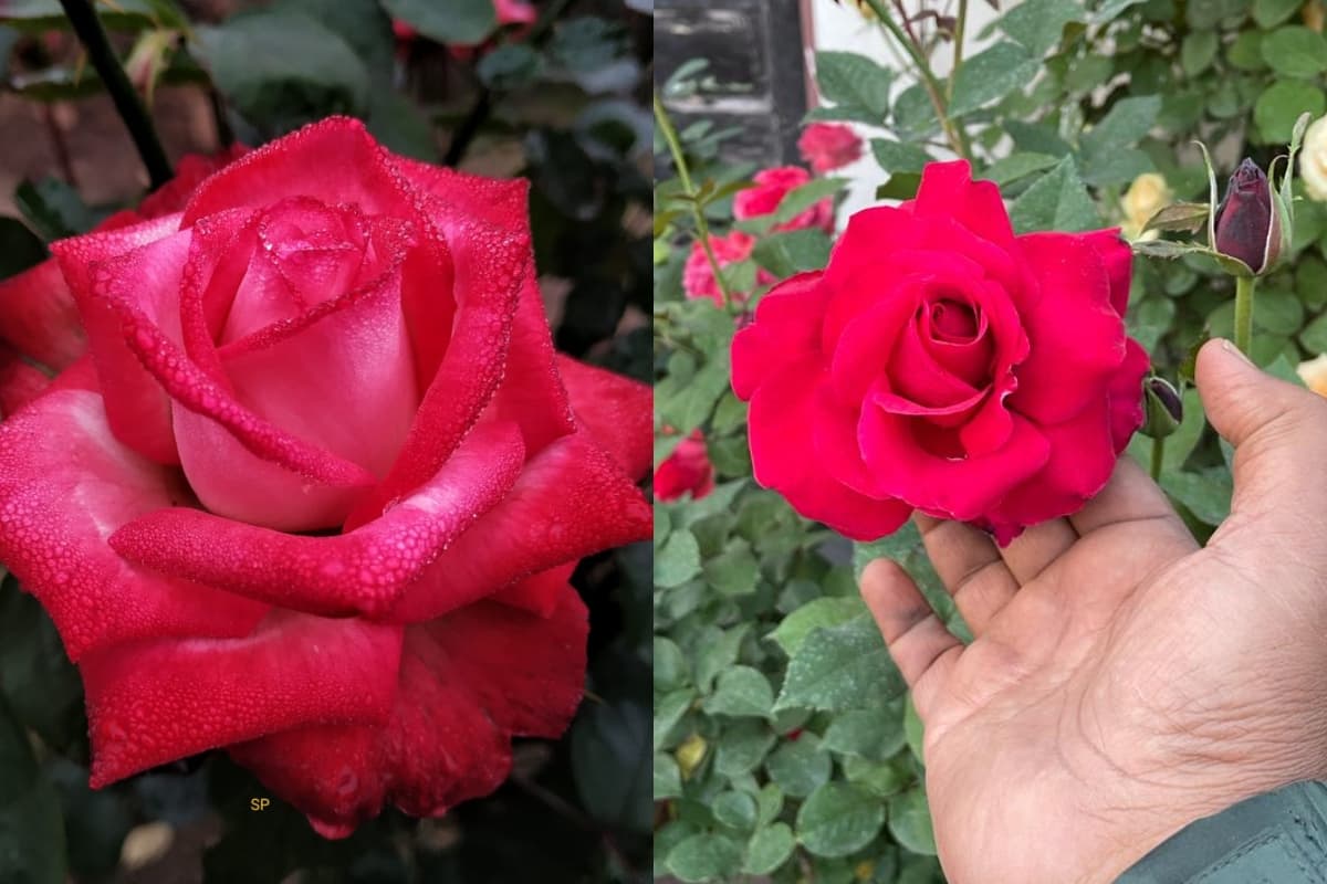 National Red Rose Day: राष्ट्रीय लाल गुलाब दिवस आज, जानें क्या है इस दिन के बारे में खास