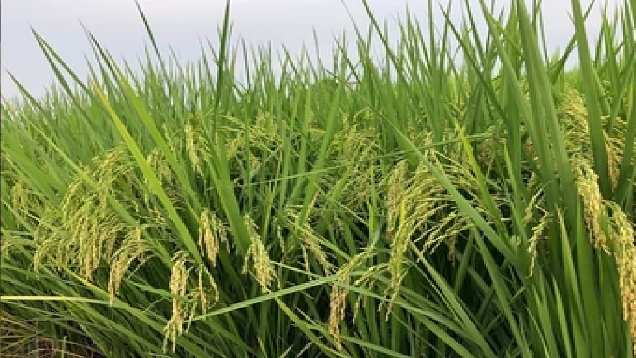 14 खरीफ फसलों की एमएसपी बढ़ने से अन्नदाताओं की बढ़ेगी आदमनी, कितना होगा फायदा? देखें लिस्ट