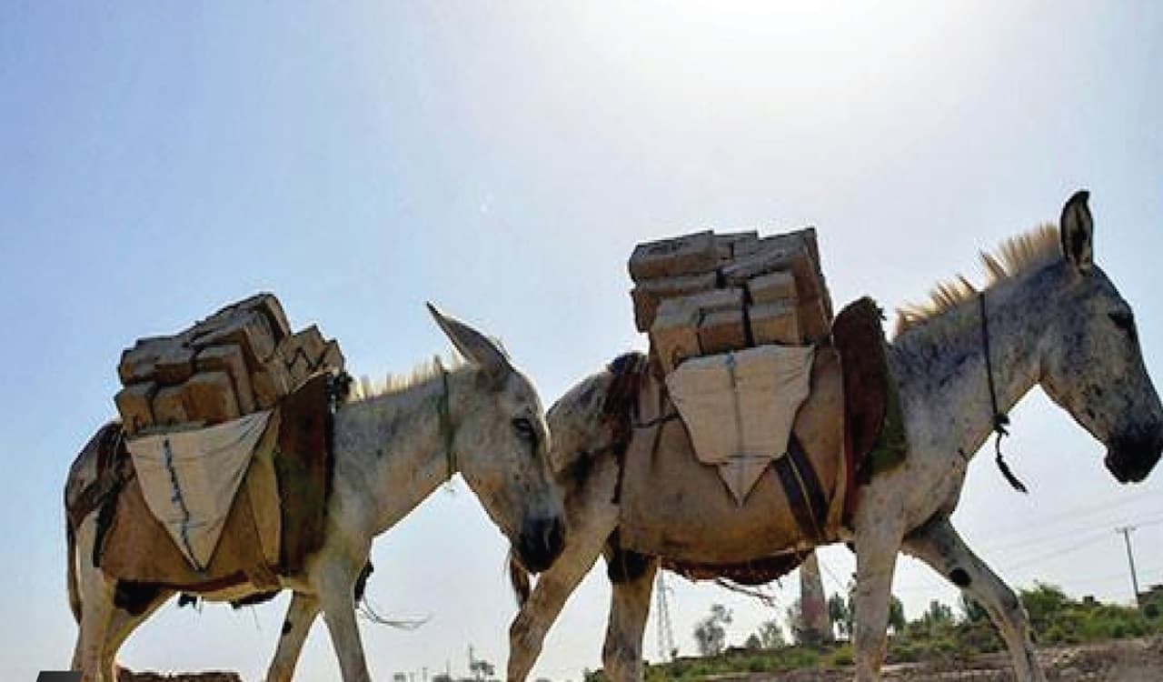 Pakistan Donkey Population: गधे सुधारेंगे पाकिस्तान की अर्थव्यवस्था, चीन सबसे बड़ा खरीदार