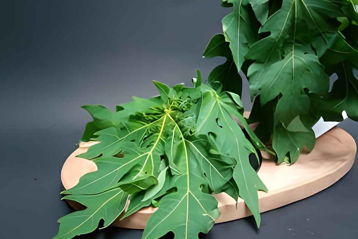Papaya Leaf: पपीते के पत्ते का जूस पीने के 6 सबसे बड़े लाभ
