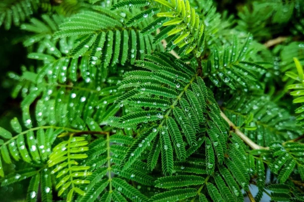 Gardening Tips: तेज धूप में कहीं सूख न जाए शमी का पौधा, इन तरीकों से करें सही देखभाल