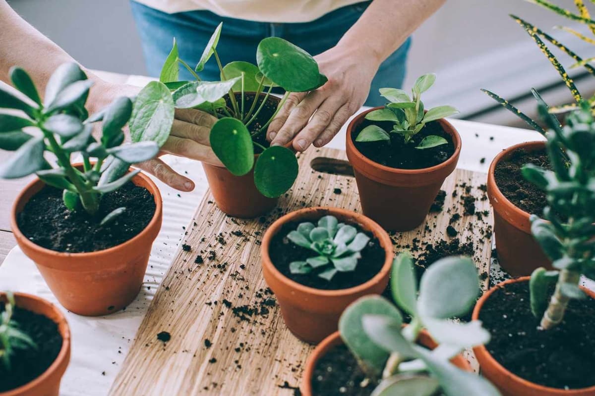 Home Decoration: घर में लगाएं ये साधारण और लाभकारी पौधे, बढ़ेगी खूबसूरती