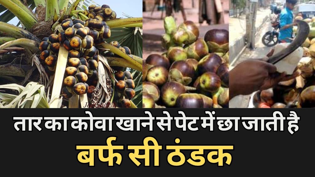 Tadgola Fruit: ताड़ के पेड़ में लगने वाला ये फल क्या आपने खाया है, जानिए क्या हैं इसके फायदें...