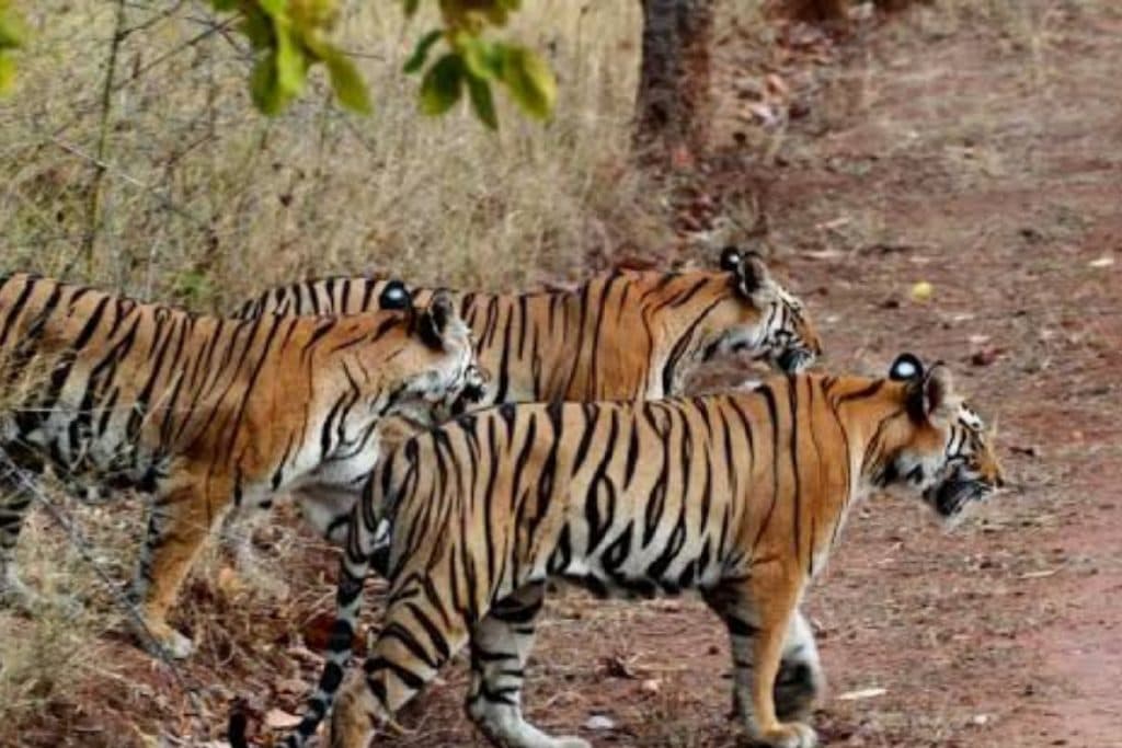 Tiger Hazaribagh National Park