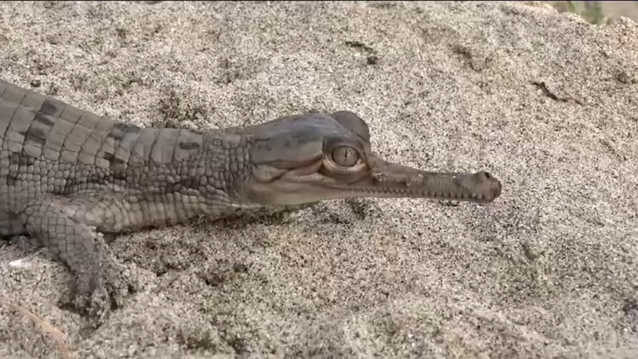 बिहार की गंडक नदी में बढ़ने लगा घड़ियालों का कुनबा, एक साथ छोड़े गये 160 बच्चे