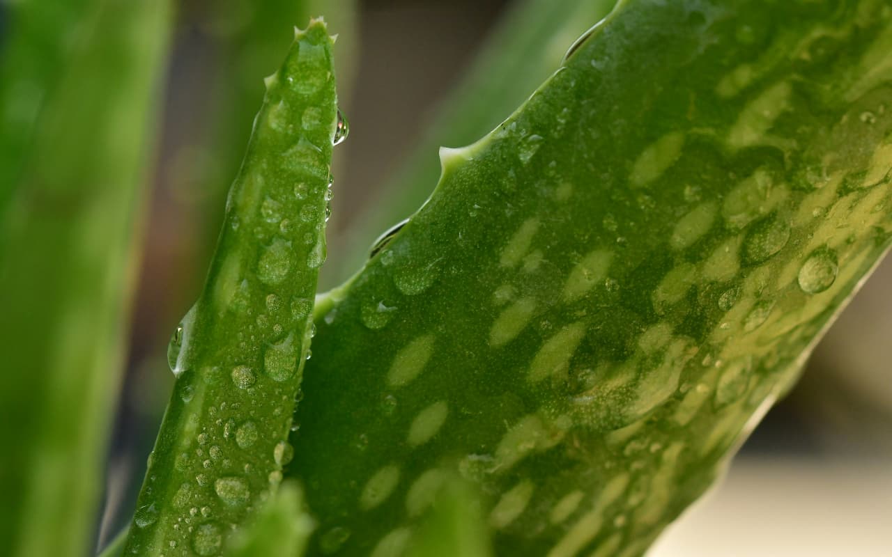 Aloe Vera Juice Benefits: क्यों रोज सुबह करना चाहिए एलोवेरा जूस का सेवन? फायदे जानकर चौंक जाएंगे आप