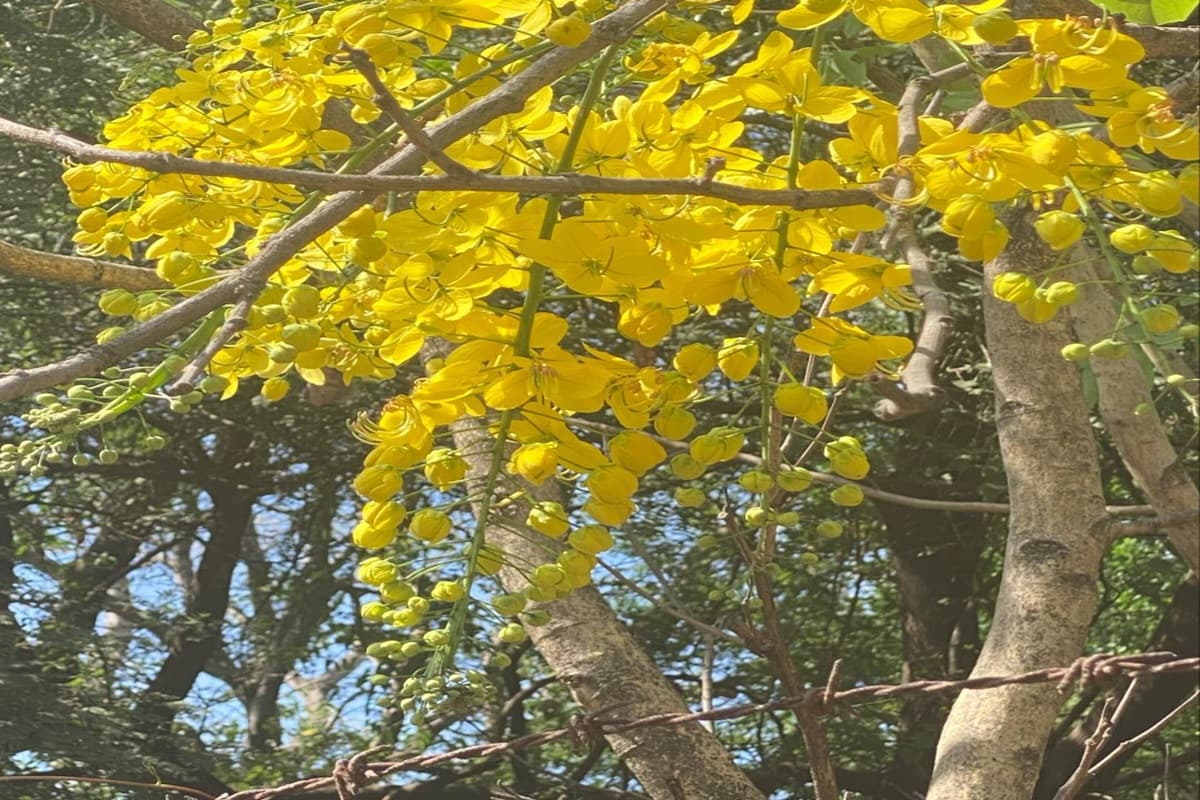 साहित्य में जेठ की दुपहरी मानव जीवन की जीवटता और संघर्ष का परिचायक